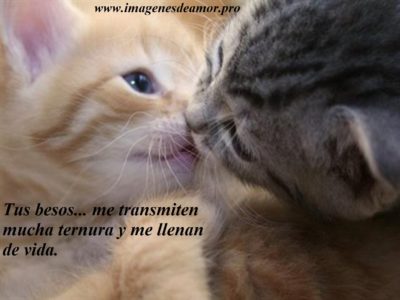 beso gatos 400x300 Imágenes de gatitos con frases de amor