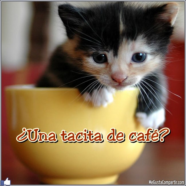 cafe-gatito