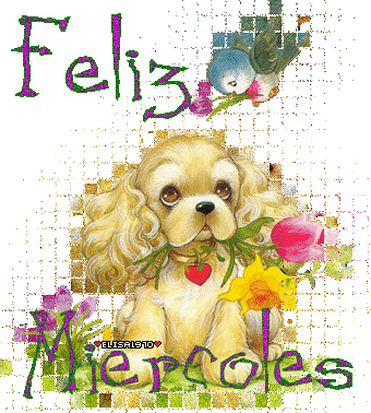 Imágenes con frases feliz miércoles con gif 27 feliz dia miercoles