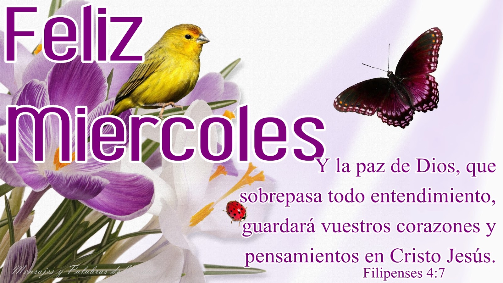 Imágenes con frases feliz miércoles 16 feliz-miercoles