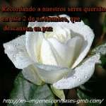 Rosas Blancas 13 150x150 Imágenes con frases el mejor momento es hoy