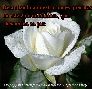 Rosas Blancas 13