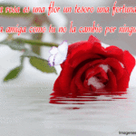 imagenes gif animadas de rosas con frases de amor 150x150 Imágenes de rosas con frases te amo