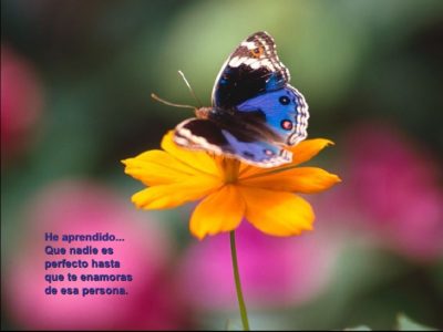 Imágenes con frases no te canses de amar 16 mariposas-19-728