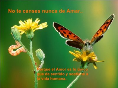 Imágenes con frases no te canses de amar 17 no-te-canses-nunca-de-amar-1-728