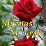esp rp1 gifsbyoriza buenasnoches1 150x150 Imágenes de rosas con frases feliz domingo