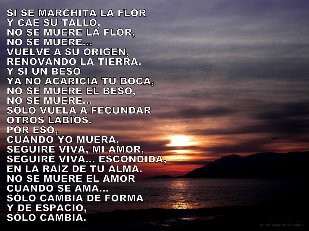 Imágenes con frases cuando muere un amor 10 cuando el amor muere el corazón llora de sentimiento