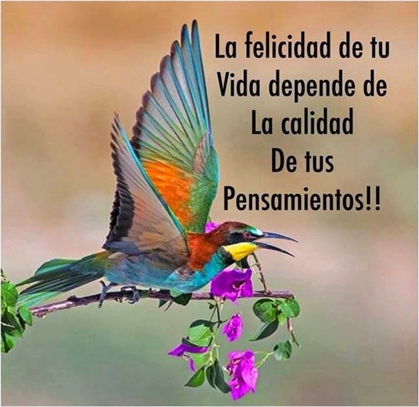 Imágenes con frases la calidad de tus pensamientos 10 La calidad de tu vida